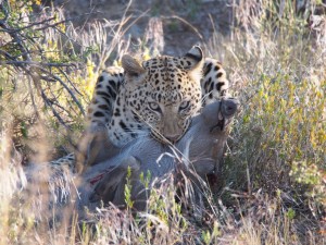 Namibia Leopard                                